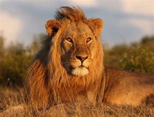Close-up of Lion
